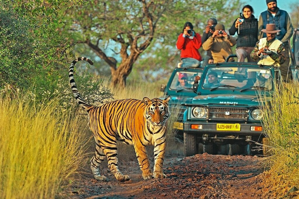 Ranthambore's Hidden Gems: Where to Stay for an Unforgettable Experience