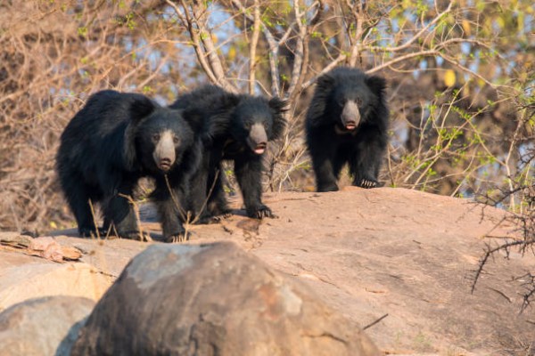 sloth-bear